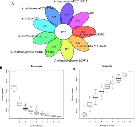 The Pan Genome Of Streptomycetes A Flower Plots Showing The Core