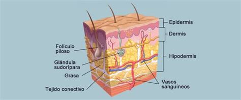 Capas De La Piel 】