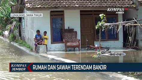 Puluhan Rumah Dan Ratusan Hektar Sawah Di Lumajang Terendam Banjir