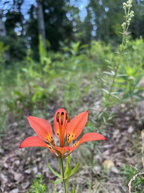 Wild Tiger Lily Plant Nature - Free photo on Pixabay - Pixabay