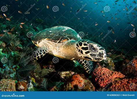 Hawksbill Turtle Eretmochelys Imbricata Stock Image Image Of