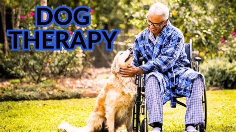 How To Up Your Pups Game Uncovering The Secrets Of Therapy Dog