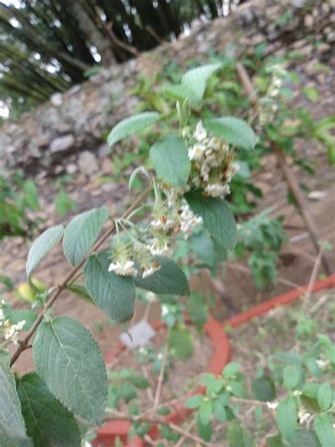 Lippia Origanoides Kunth Mexican Oregano World Flora Pl Ntnet Identify