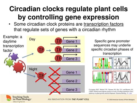 Ppt Rhythms Of Life The Plant Circadian Clock Powerpoint