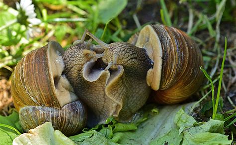 Reproduction Et Cycle De Vie Des Escargots