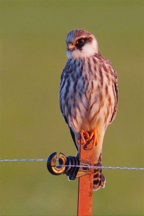 Bird Falcon Of Prey - Free photo on Pixabay