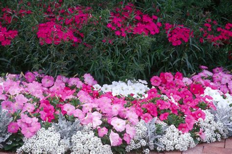 Dianthus Ideal Select Mix Dianthus Chinensis X Barbatus 10 Seeds