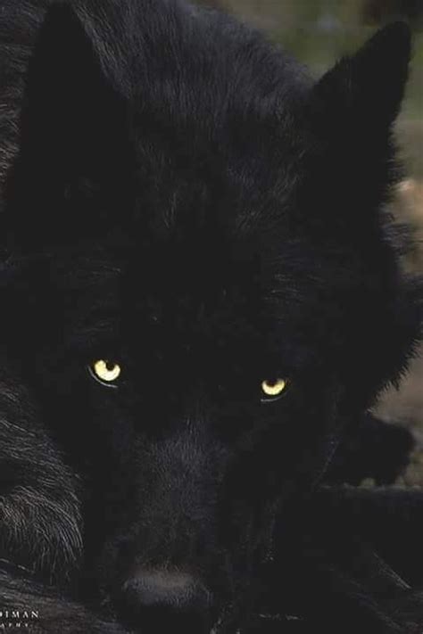 Pin Di Danyelle Dempsey Hale Su Book Werewolf Fantasy Lupo