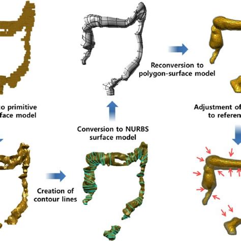 Constructed Polygon Surface Phantom A And Original Icrp Male Download Scientific Diagram