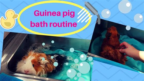 Guinea Pig Bath Routine Youtube