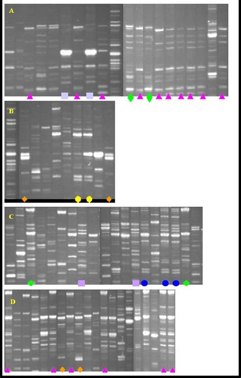 Box Pcr Patterns Demonstrating Differences In Similarity Between