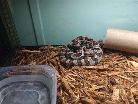 2022 FL locale Canebrake rattlesnake (Crotalus horridus) : r