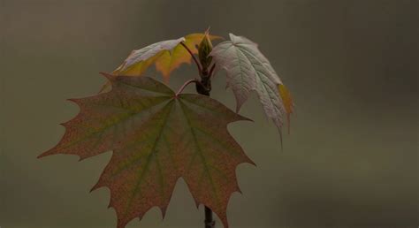 Commuters criticize fahrplan bvg delays during the holidays 6