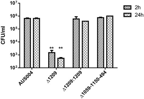 Adherence Of E Faecium Aus Wild Type And Its Isogenic Mutant