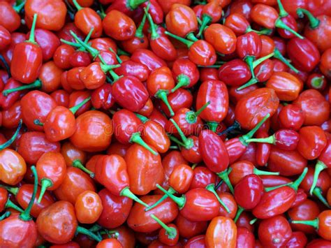 Red Hot Chilli Stock Image Image Of Hottest Juicy Fiery