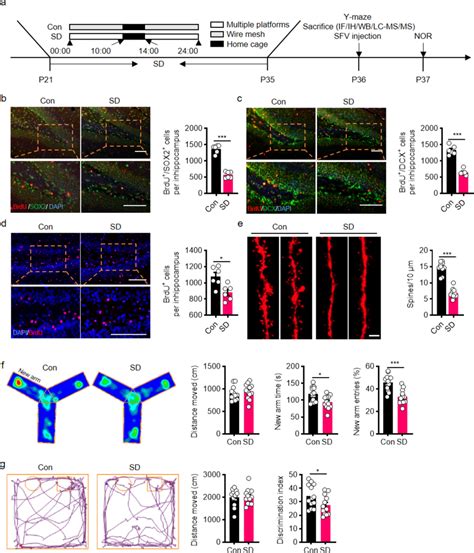 The Effects Of Sleep Deprivation On Hippocampal Neurogenesis And Memory