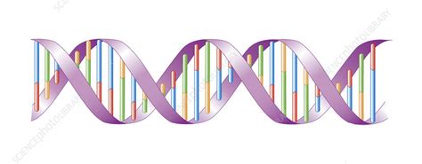 Illustration Of The DNA Double Helix Molecule Stock Image C050 0716