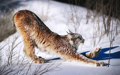 Canada Lynx Lynx Snow Paws Hd Wallpaper Rare Gallery