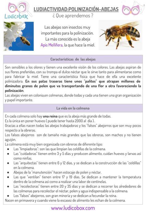 Polinización De Las Abejas Actividades Para Niños Polinizacion