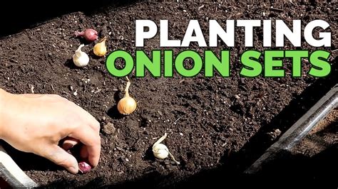 Planting Onion Sets What To Watch Out For Youtube
