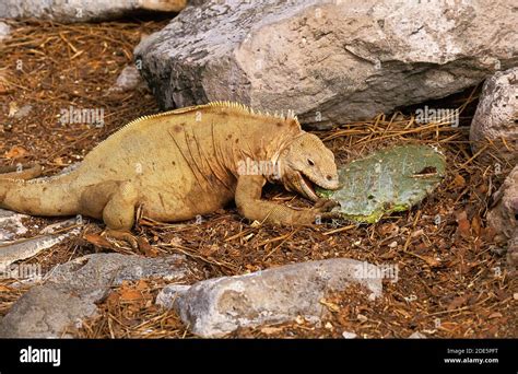 Galapagos Land Iguana Conolophus Subcristatus Adult Eating Prickly