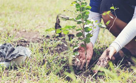 Combien D Arbres Faudrait Il Planter Pour Compenser Nos Missions De Co