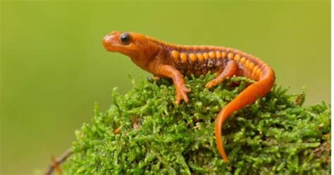 Newt Animal Facts | AZ Animals