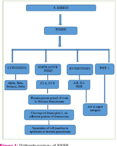 Figure 1 From Exfoliative Toxin Mediated Staphylococcal Scalded Skin