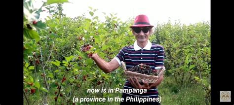 Mulberry Orchard Philippines Wilson S Instant Tree Bank Pampanga