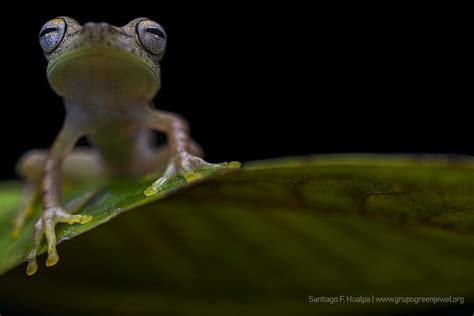 Almendariz S Treefrog Boana Almendarizae Santiago Fernando Hualpa