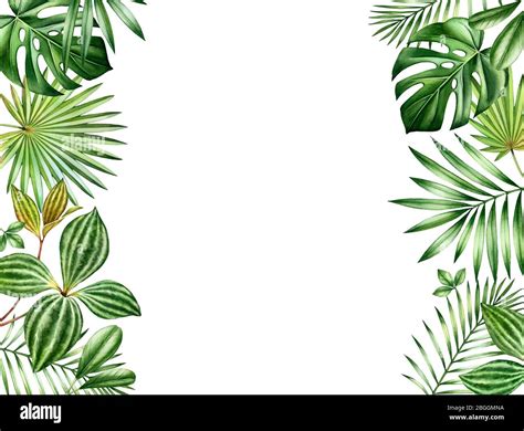 Watercolor Tropical Leaves Background Horizontal Borders With Exotic