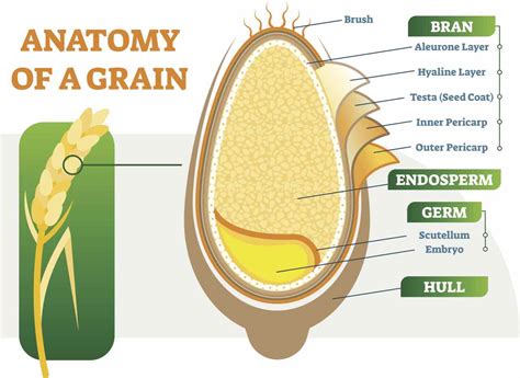 Grano Duro Origine Parti Nutrienti Semola E Farina