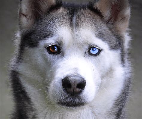 Lo Que Necesitas Saber Del Husky Siberiano Perrhijos