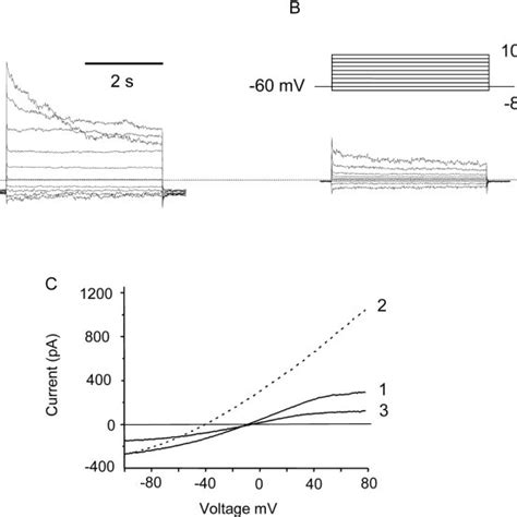 Rundown Of Whole Cell Currents In Coswt Ac And Cosphox Df Cells