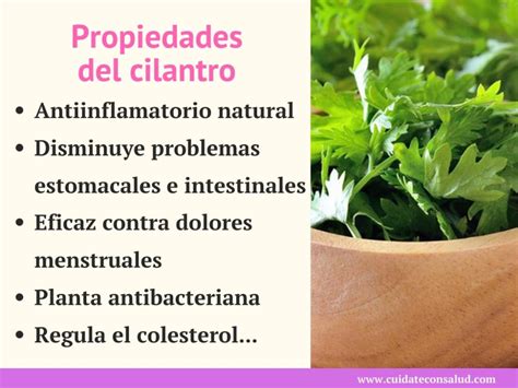 Beneficios Y Propiedades Del Cilantro ⇒ 【¡guía】 🥇