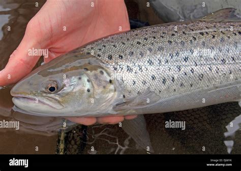 La trucha marrón la trucha de mar el Atlántico de Truchas Salmo