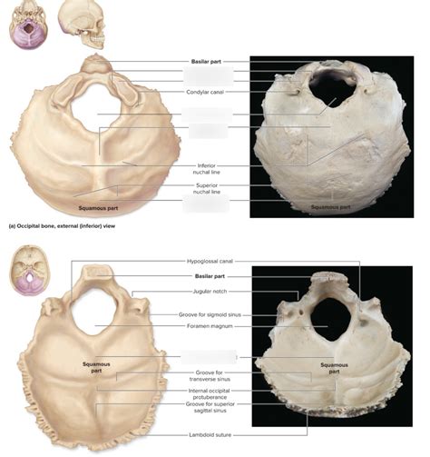 Occipital Bone Diagram Diagram Quizlet