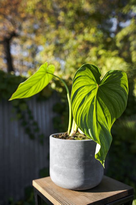 Philodendron Pastazanum Centrum Ogrodnicze Silesia