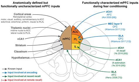 Ijms Free Full Text The Medial Prefrontal Cortex And Fear Memory