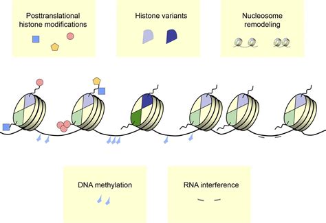 Epigenetic Regulation Of Gene Expression In Physiological And