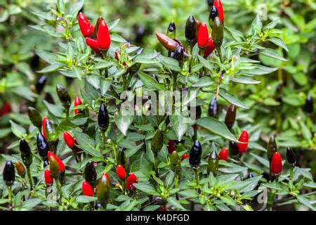 Capsicum Annuum Stock Photo Alamy