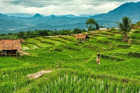 Les merveilles de Bali un voyage de noces entre temples rizières en