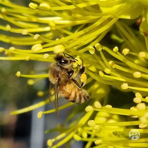 Native Plants For Attracting Bees Delivertree