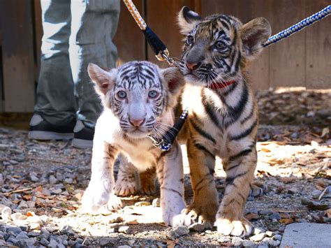 3年ぶりのホワイトタイガー誕生。可愛さ爆発の双子トラと成長見守る飼育員 ほ・とせなnews