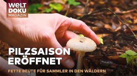 GEHEIMNISSE DES WALDES PILZE Locken Sammler Ins Schlaraffenland Der