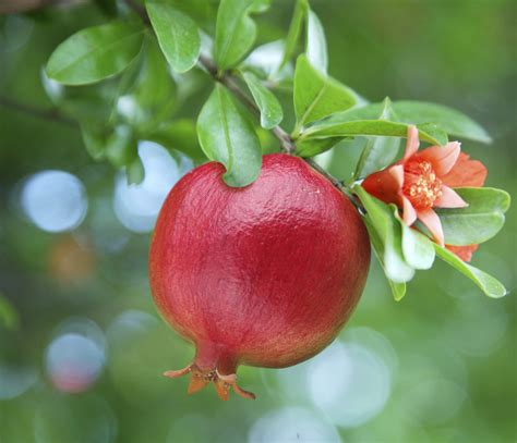 Melograno Effetti Benefici Salute Proprieta Nutritive Non Sprecare