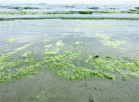 algae bloom at sea 21451815 Stock Photo at Vecteezy