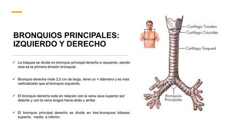 FISIOLOGIA RESPIRATORIA Pptx