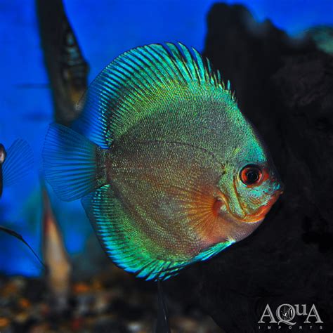 Blue Diamond Discus Fish