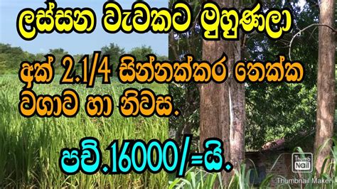 ලස්සන වැවකට මුහුණලා සින්නක්කර අක් 2 කාලක තේක්ක වගාව හා නිවාස අඩු මුදලට